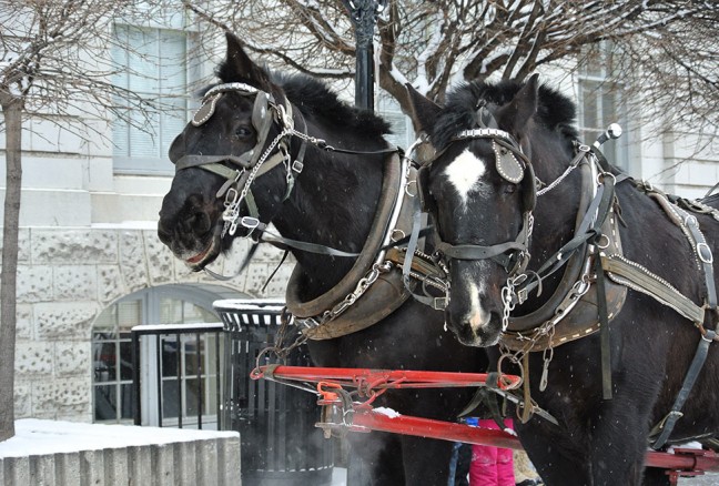 Beat the lines and get on a wagon ride! CREDIT: Laura Meggs - Downtown Kingston!