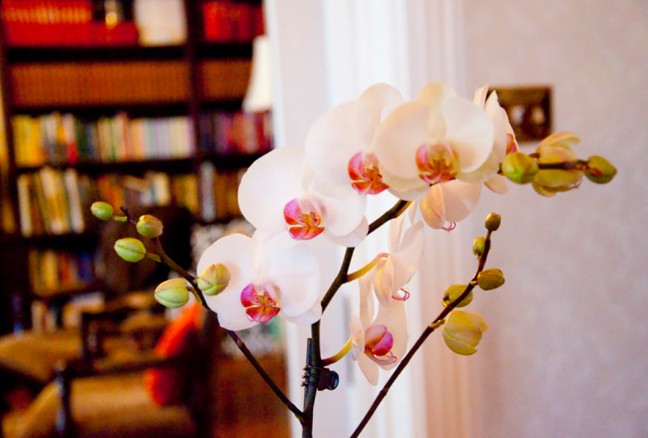The orchid greeting you at the front hall at the Secret Garden Inn.