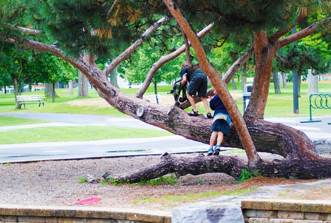 Climbing the coolest tree.