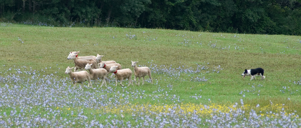 12 Festivals to Hit in Kingston This August, Kingston Sheep Dog Trials Festival