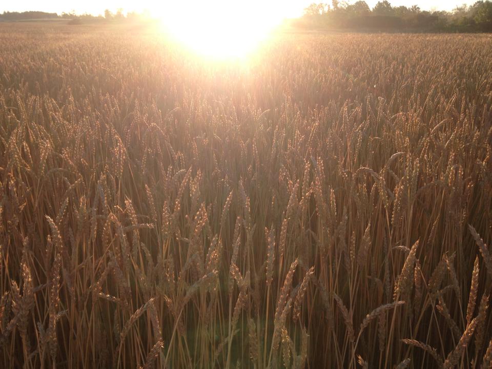 Corn Maze Kingston