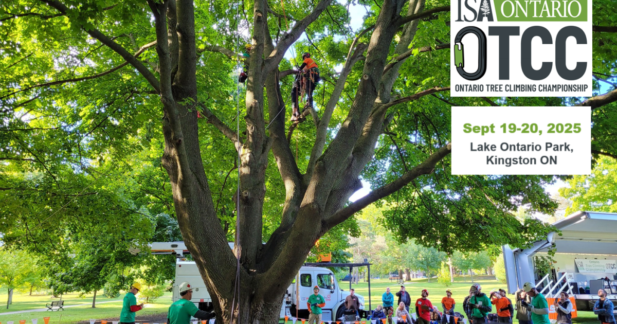 Visite Kingston | Ontario Tree Climbing Championship