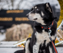 RS18989 Kingston Dog Merch scr