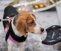 RS19005 Kingston Dog Merch scr