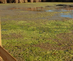 22 Marsh Dipping