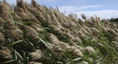 2024 02 04 Phragmites Workshop