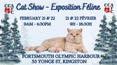 Kingston Cat Show Banner2026
