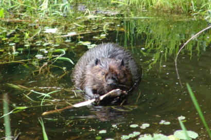Beaver chewing stick