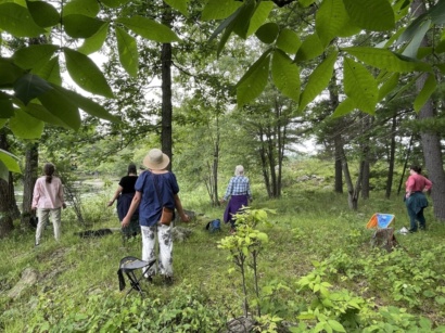 Immersive Forest Walk