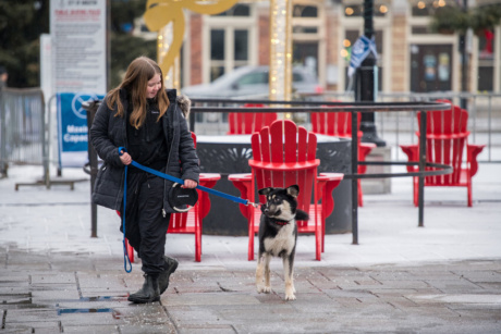 RS18962 Kingston Dog Merch scr