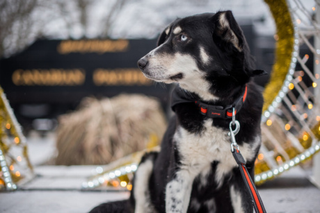 RS18989 Kingston Dog Merch scr