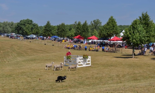 Sheepdog Trials Supplied edited