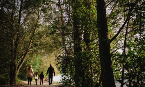Spring wellness forest