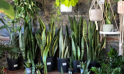 Plantshelf