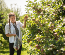 RS35124 waddell apples 021 lpr