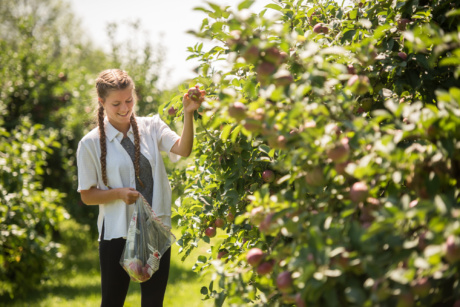 RS35124 waddell apples 021 lpr