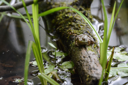 Green Frog GLCA 2025 04 28 194016 ocln