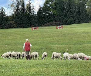 6 Sheepdog Trials
