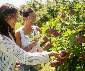 12 Apple Picking Waddell Apples Oct25 Thing