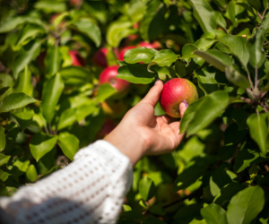 6 Apple Picking Waddell