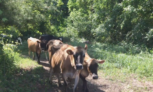 Limestone Creamery 2