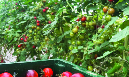 A selection of Patchwork Gardens tomatoes