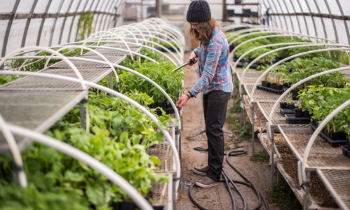 Megan Joslin waters seedlings in one of the three greenhouses. By mid-June, all of these seedlings are planted outside. 