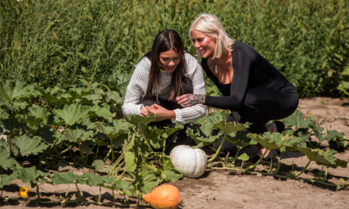 Pumpkin picking at Fruition Berry Farm