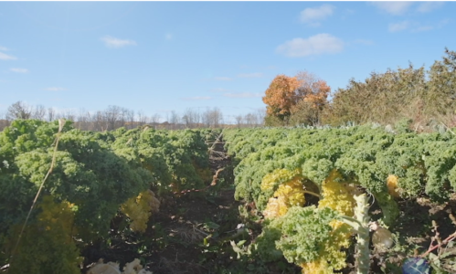 Patchwork Gardens 4