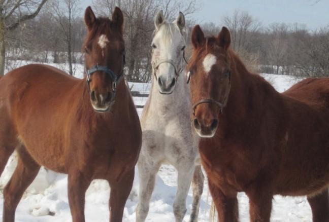 Horses and trains: recipe for disaster?