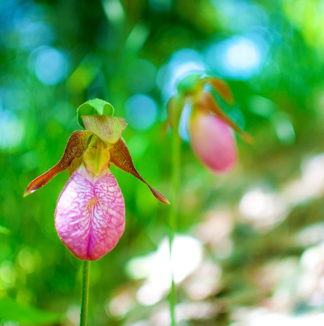 Rare orchids along our paddling route near Lyndhurst, Ontario.