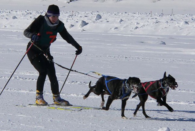 Skijoring. Photo from Wikipedia