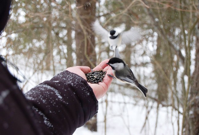 A break in an afternoon of skiing to feed the chickadees. (photo courtesy of CRCA)