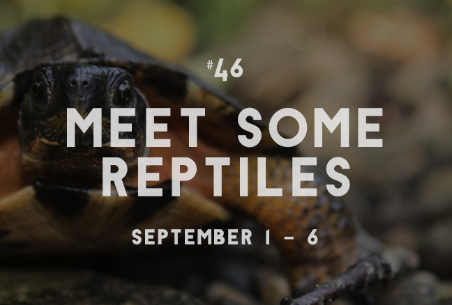 46_reptiles