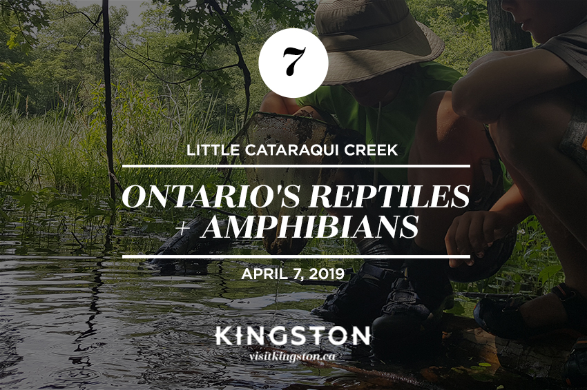 7. Little Cataraqui Creek: Ontario's Reptiles + Amphibians - April 7, 2019