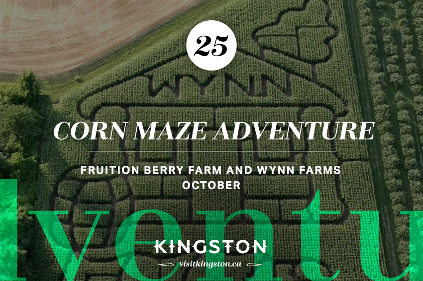 Corn maze adventure
